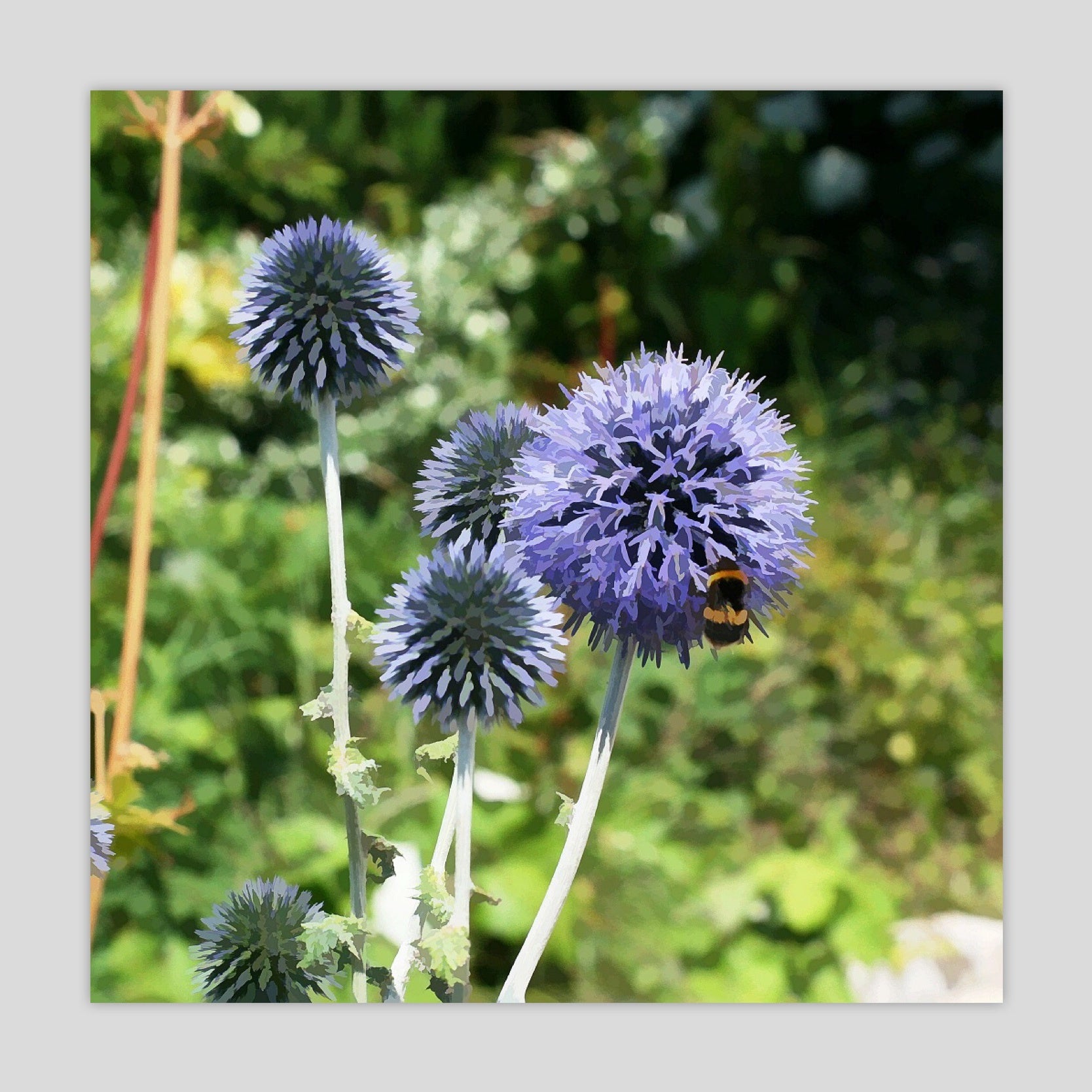 Thistle (2125-2S-M3)